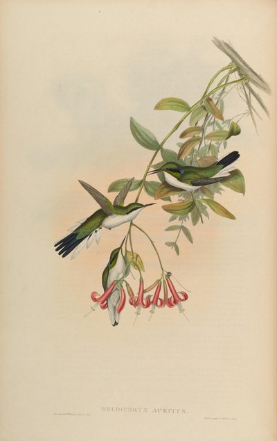 Heliothryx auritus - John Gould